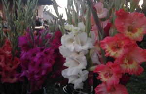 Rudens šaukliai. Onos Ališauskienės nuotr.