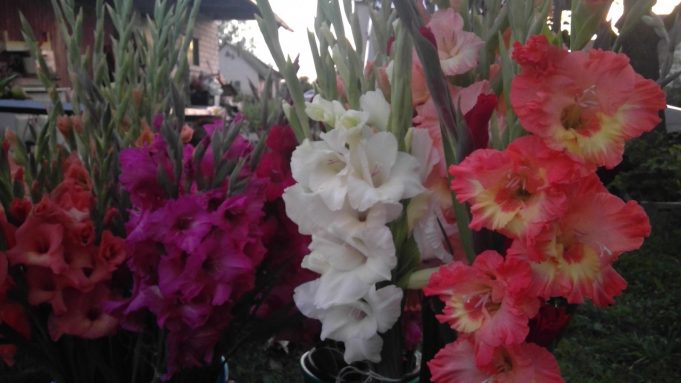 Rudens šaukliai. Onos Ališauskienės nuotr.