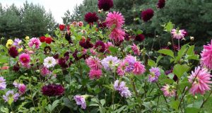 Svyra jurginų žiedai. Laimos Širvienės nuotr.