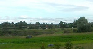 Apleistoje teritorijoje planuojama rengti poilsio zoną.