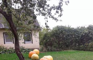 Moliūgų takas. R.Kilkaus nuotr.