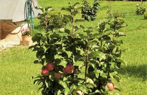 Dosnumas. Kęstučio Zanevičiaus nuotr.