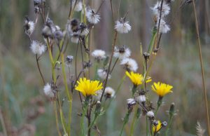 A. Minkevičienės nuotr.