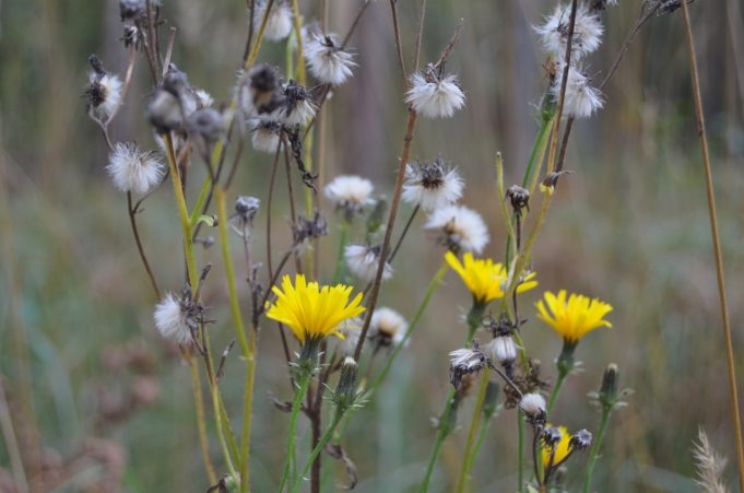 A. Minkevičienės nuotr.