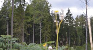 A. Minkevičienės nuotr.