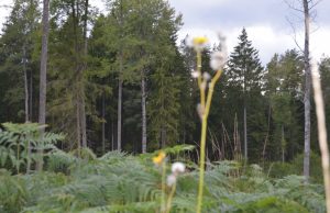 A. Minkevičienės nuotr.