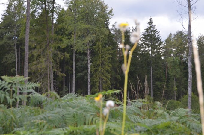 A. Minkevičienės nuotr.