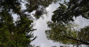 A. Minkevičienės nuotr.