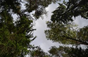 A. Minkevičienės nuotr.