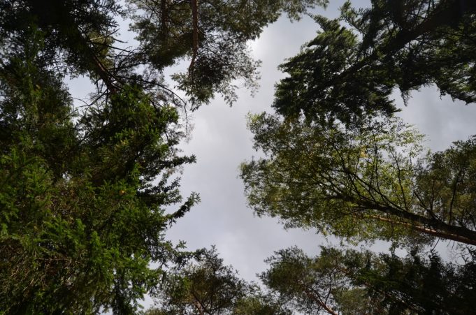 A. Minkevičienės nuotr.