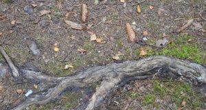 A. Minkevičienės nuotr.