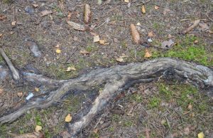 A. Minkevičienės nuotr.