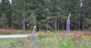 A. Minkevičienės nuotr.