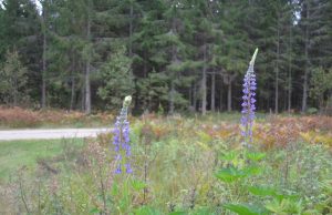 A. Minkevičienės nuotr.