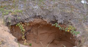 A. Minkevičienės nuotr.