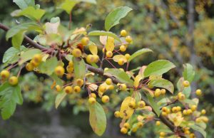 A. Minkevičienės nuotr.