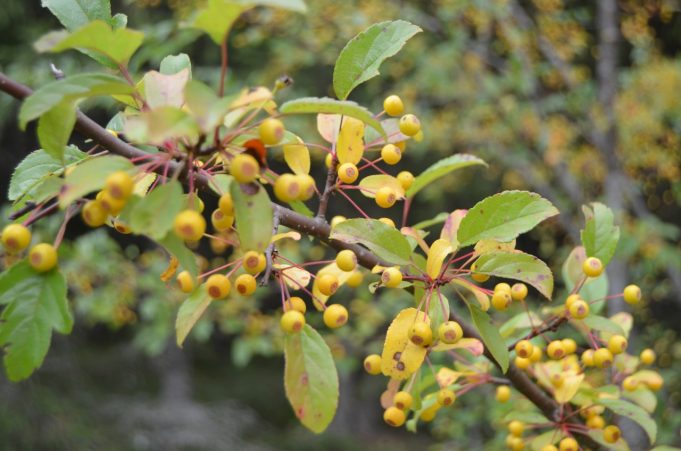 A. Minkevičienės nuotr.