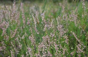 A. Minkevičienės nuotr.