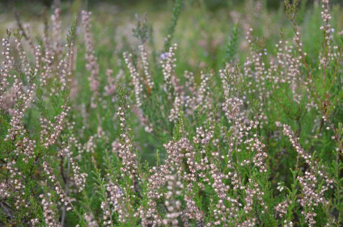 A. Minkevičienės nuotr.