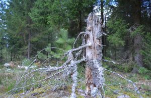 A. Minkevičienės nuotr.