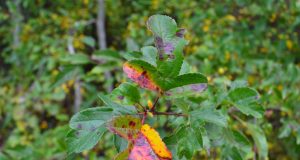 A. Minkevičienės nuotr.