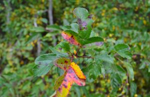 A. Minkevičienės nuotr.