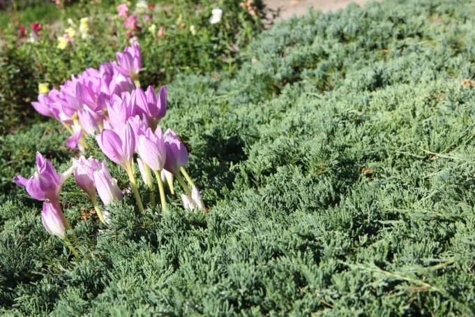 A. Minkevičienės nuotr.