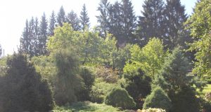 A. Minkevičienės nuotr.