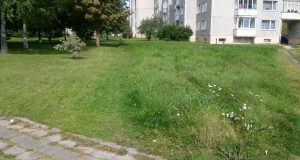 Pusiau lupta, pusiau skusta – pievelė prie Vilties gatvės daugiabučių. L. Dūdaitės nuotr.