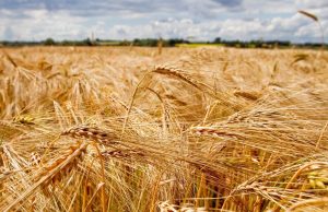 Ministerija: nuo pandemijos nukentėjusiems ūkiams dar liko 10 mln. eurų paramos lėšų Ūkininkas neteko kviečių derliaus. 15min nuotr. Šaltinis: 15min.lt