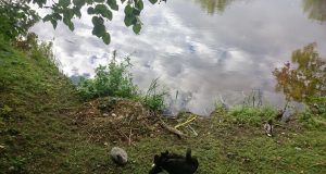 Gulbių šeimyna laukia pagausėjimo: Litos lizde – du kiaušiniai. Nerijaus Kraliko nuotr.