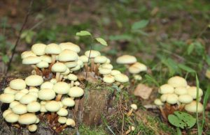 A. Minkevičienės nuotr.