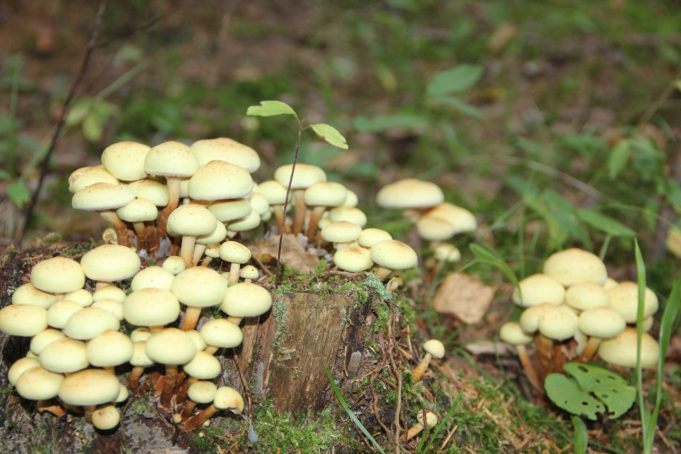 A. Minkevičienės nuotr.