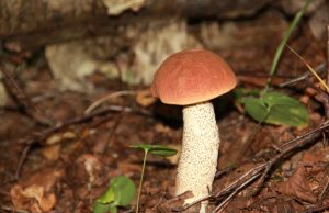 A. Minkevičienės nuotr.