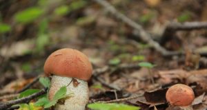 Plunksnočių miško gražuoliai. A.Minkevičienės nuotr.