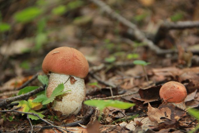Plunksnočių miško gražuoliai. A.Minkevičienės nuotr.