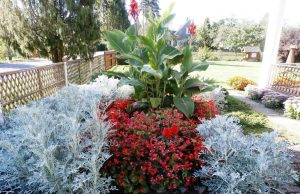 Žiedai – meilūs ir švelnūs. A. Domarkaitės nuotr.