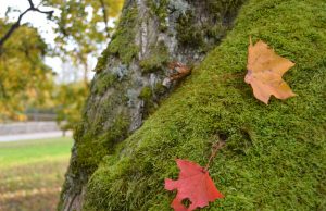 A. Minkevičienės nuotr.