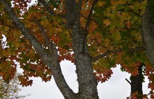 Vatikanas uždraudė katalikams barstyti mirusiųjų pelenus A. Minkevičienės nuotr.