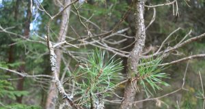 A. Minkevičienės nuotr.