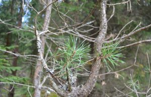 A. Minkevičienės nuotr.