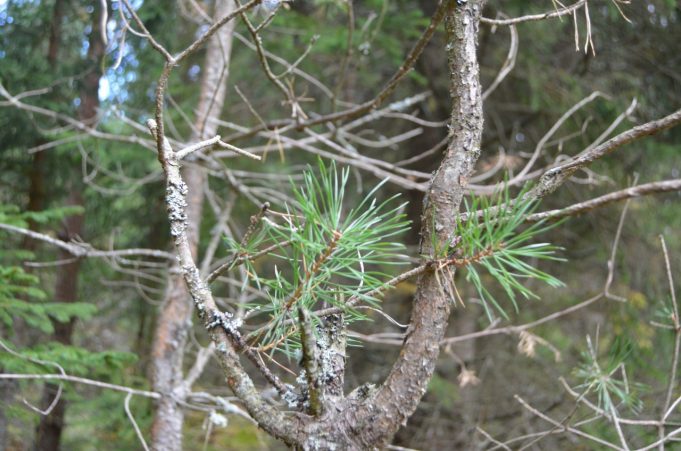 A. Minkevičienės nuotr. A. Minkevičienės nuotr.