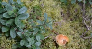 A. Minkevičienės nuotr.