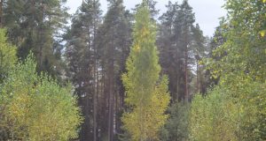 A. Minkevičienės nuotr.