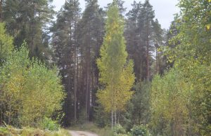 A. Minkevičienės nuotr.