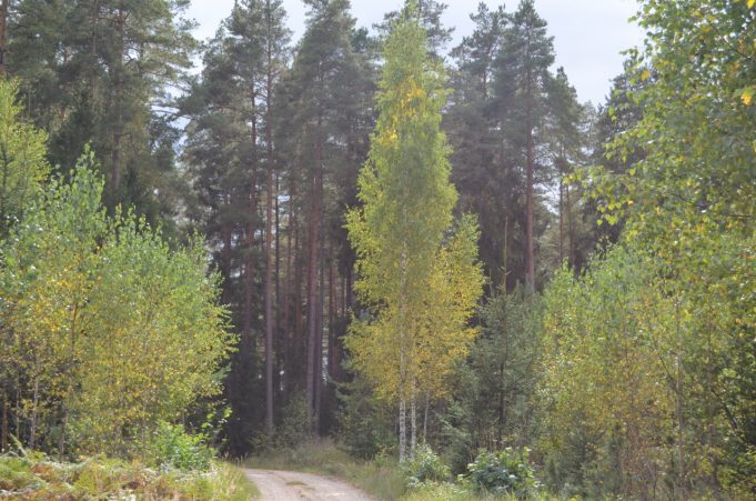 A. Minkevičienės nuotr.