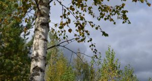 A. Minkevičienės nuotr.