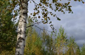 A. Minkevičienės nuotr.