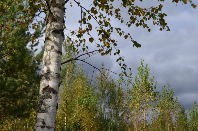 A. Minkevičienės nuotr. A. Minkevičienės nuotr.