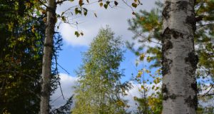 A. Minkevičienės nuotr.